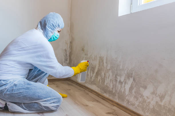 Licensed Attic Mold Remediation service in Glencoe, FL - Car Mold Remediation