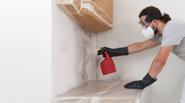 Professional Attic Mold Remediation technician working in Glencoe, FL