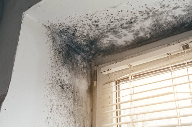Affordable Attic Mold Remediation solutions in Glencoe, FL