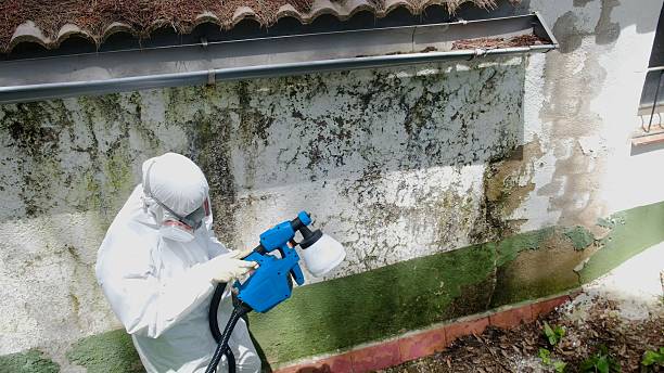 Top rated local Attic Mold Remediation specialists in Glencoe, FL
